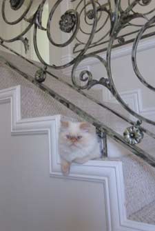 cat on stairs
