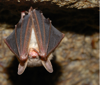 Bat
