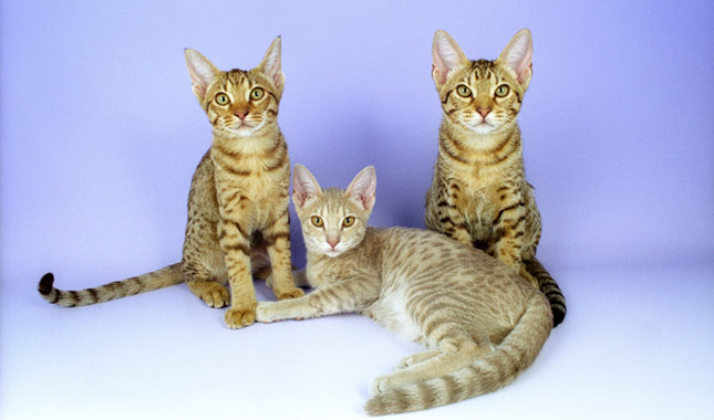 ocicat cat breed information