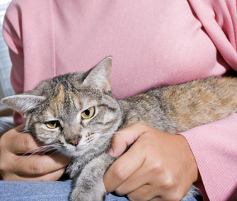 Inspecting cat for skin problems