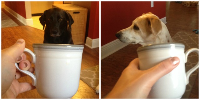 Dogs and mugs