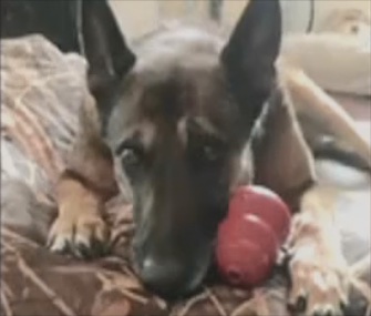 Iireland served two tours in Iraq and retired seven years ago with her handler.