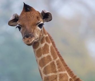A male Rothschild giraffe was born at the Dublin Zoo last month.