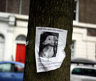 Lost dog sign