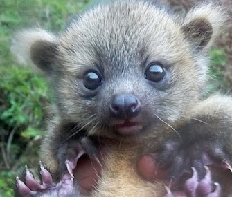 A team from the conservation group SavingSpecies found this baby olinguito in Colombia.