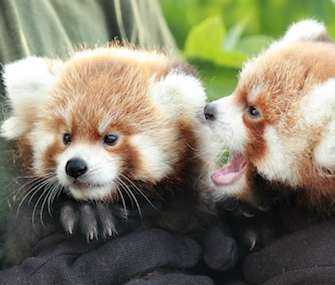 A pair of cute red panda siblings met the media at the Rosamond Gifford Zoo recently.