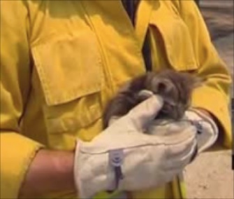 This little kitten was saved from the rubble of a deadly wildfire in central California.