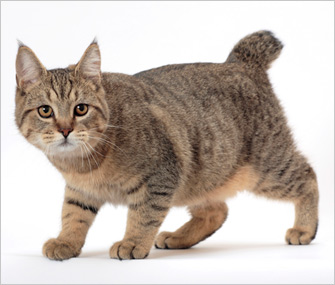 Pixiebob cat breed