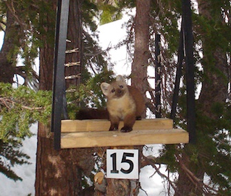 An adorable marten takes its own photo with a motion-sensitive camera.