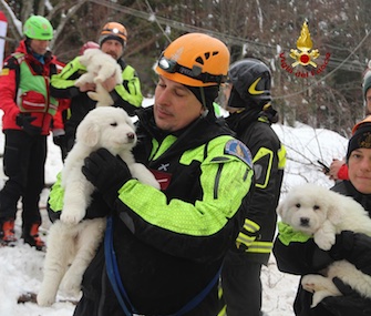 Three Sheepdog puppies were found five days after they were trapped inside a hotel by an avalanche.