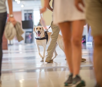 A scent-detection dog trains at the student center at Auburn University.