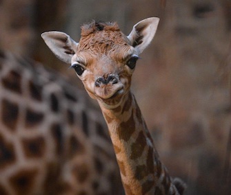 Zahra, a rare Rothschild's giraffe, was born at the Chester Zoo on Dec. 22.