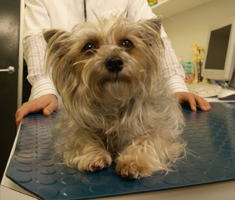Dog on exam room table