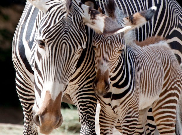 Zebra foal at Denver Zoo
