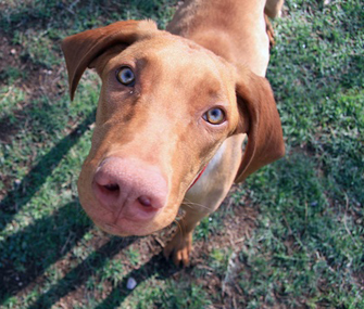 Dog sniffing at camera