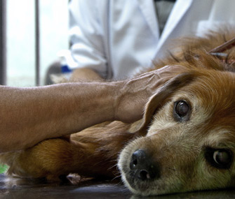 Senior Dog at Vet
