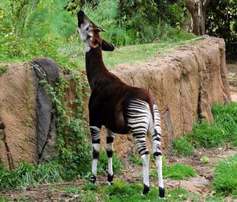 Okapi