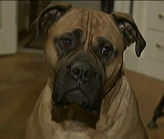 Bean the mastiff who ate a cheese knife