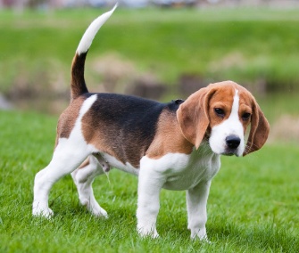 Beagle in the grass