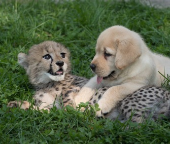Emmett the cheetah cuddles with his new pal, Cullen the puppy.