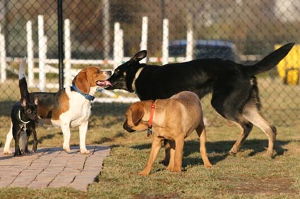 Dog Park