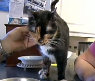 Holly the cat walked 190 miles home after being lost on vacation.
