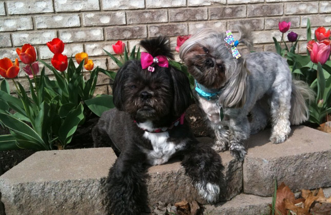 Zoe and Pebbles the Shih Tzus in the garden