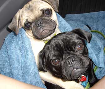 Mikkel Becker's Pugs Bruce and Willy