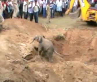 Villagers in southern India cheered as a baby elephant climbed out of the well where he had been trapped.
