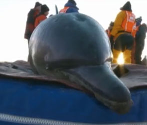 Dolphin New