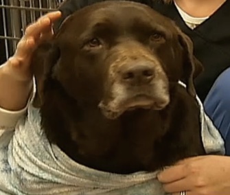 Firefighters rescued Chocolate Lab Stella from an icy Ohio river Monday.