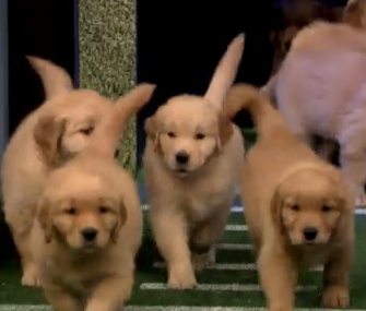 Jimmy Fallon's Puppy Predictors run out to make their selection for the NFL's kickoff game.