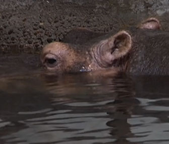 Donna, the world's oldest hippo, died at age 62.