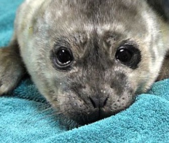 Yule, a harbor seal pup, was just days old when he was found abandoned on the California coast.