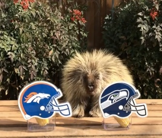Teddy Bear the talking porcupine makes his Super Bowl prediction.