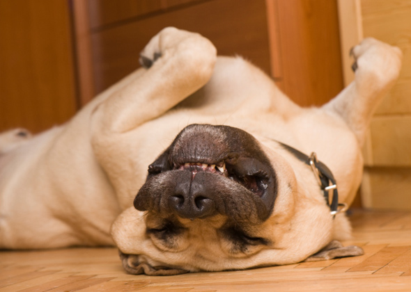 dog curled up sleeping