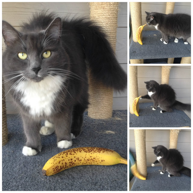 cat and banana