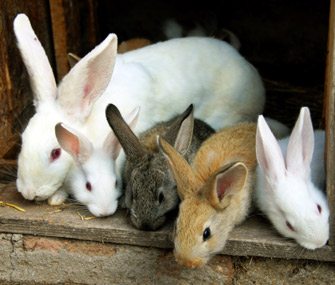Bunnies