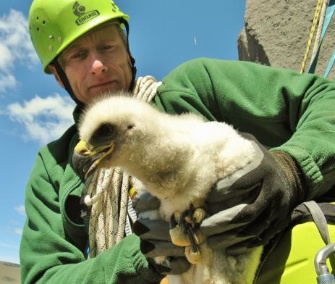 David Shepherdson of the Oregon Zoo rappelled down a 70-foot cliff to take a blood sample from golden eaglets.