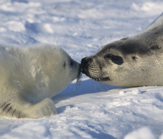 Harbor seal mother and baby