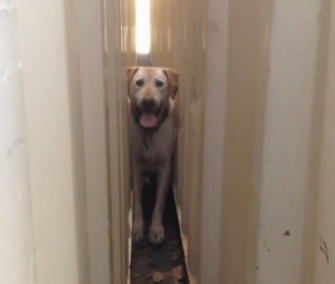 Firefighters in Oceanside, California, freed a dog trapped between two heavy metal storage containers.