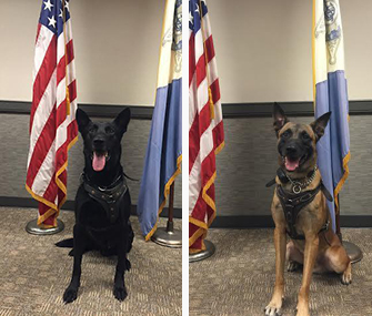 Secret Service K9s Hurricane, left, and Jordan are credited with stopping a White House fence jumper.