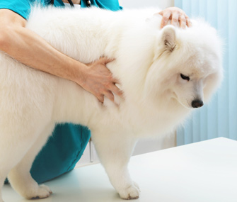 Vet checking dog for lumps and bumps 