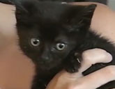 Jade the kitten was rescued from a Virginia road