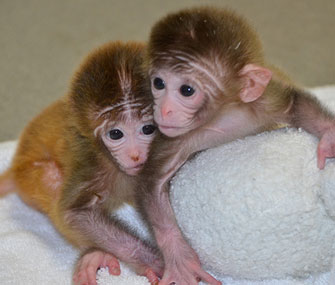 Chimeric monkeys