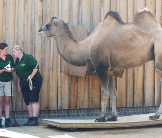 A camel is weighed by keepers at the London Zoo.