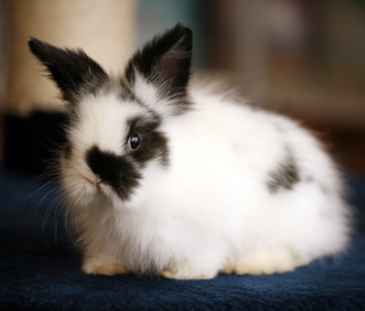 adopting a bunny near me