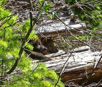 Two of wolf OR-7’s pups peek out from a log on the Rogue River in Siskiyou National Forest in Oregon.
