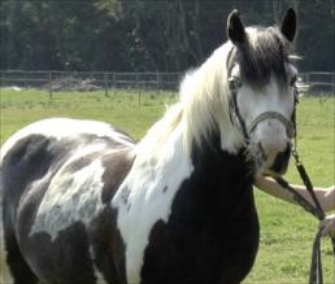 The horses in the study took cues from ear movements and facial expressions.