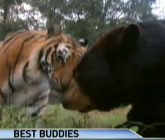 Shere Kahn the tiger snuggles with Baloo the bear.